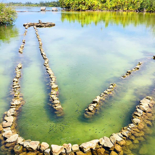 Fish traps