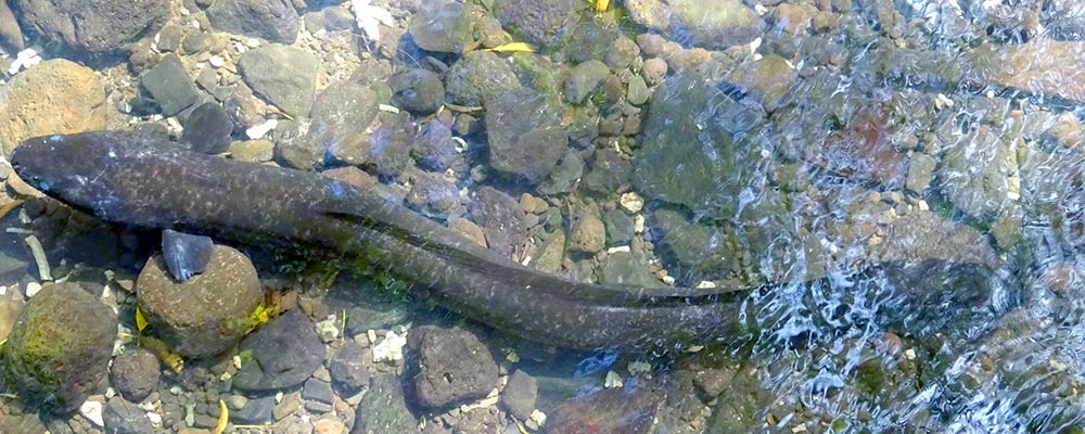 Sacred eels