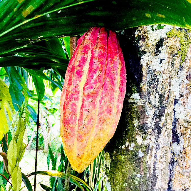 Cacao