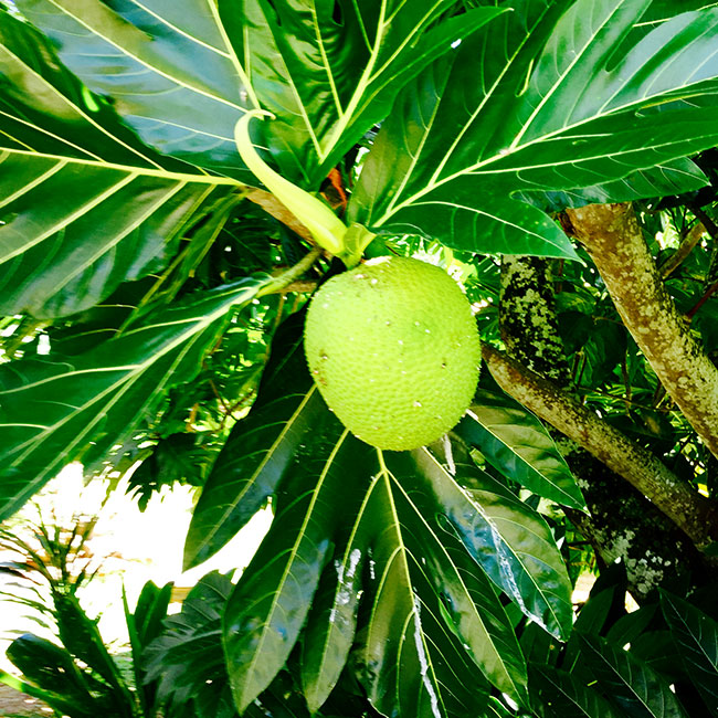 Uru, le fruit de l'arbre à pain